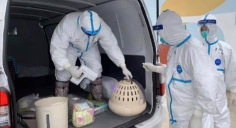 疫情再起！深圳打造「寵物方艙」照顧200隻小動物　隔離飼主好感動