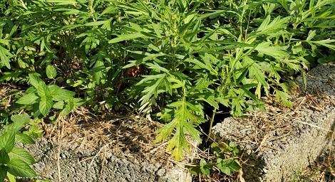 端午香草掛飾結合花藝 居家防疫增添美學及樂趣
