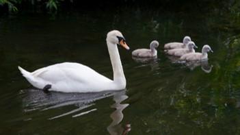 獵犬突襲擊咬死小天鵝 英教堂呼籲：請拴住你的狗