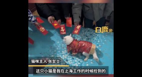 貓比人受寵！過年跟主人回老家　收一大疊紅包