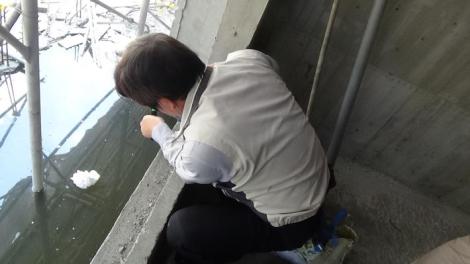 慎入！台南「上萬隻孑孓」照片曝光　政府重罰