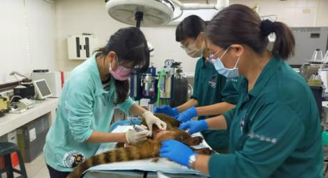 動物園長鼻浣熊「遭攻擊死亡」園方後續將加強關注
