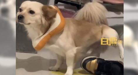 真記仇！狗狗早上打針「被壓制」　回家故意主人鞋子上尿尿