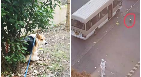 太殘忍！狗主人確診隔離　管委會鐵鍬活活打死小柯基：之後再談賠償