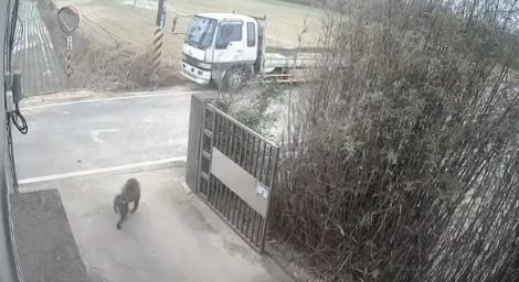 狒狒之死／六福村要提告！劊子手獵人喊冤：我是聽命才開槍的