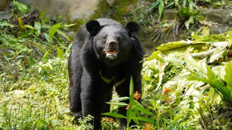 亞洲黑熊出沒注意！「黑輪」大活動場初體驗