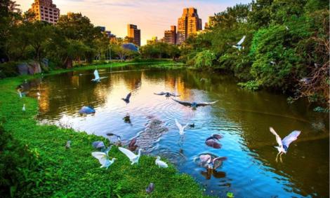 蟲鳴鳥叫身心療癒！來大安森林公園戶外健身房消脂