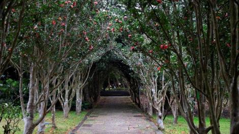 台北茶花展1月6日開展　大師細膩筆觸看花開