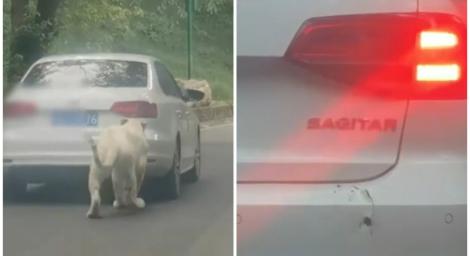 白老虎追咬汽車！狠留下牙印　野生動物園影片曝光