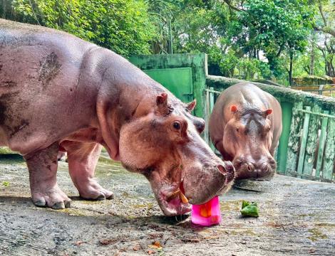 夏至消暑「猩」冰樂  壽山動物園加碼蔬果粽慶端午