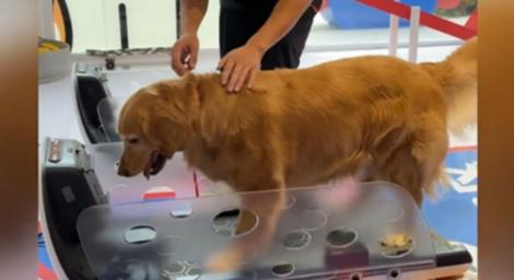 黃金太胖了！主人找「一對一教練」幫牠瘦身　1個月狂減5公斤