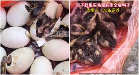 男子市集買「毛蛋」回家全孵化…變成鴨子　他傻眼：飼養牠們吧！
