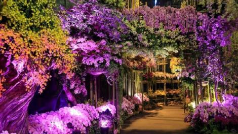 想看蘭展嗎？　2023台灣國際蘭展限量門票這裡送