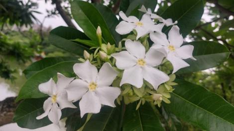 海檬果白花盛放　南港公園山水映襯如詩如畫