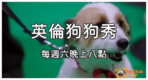 世界上最大最著名、擁有百年悠久歷史的狗狗展「Crufts」全在《英倫狗狗秀》