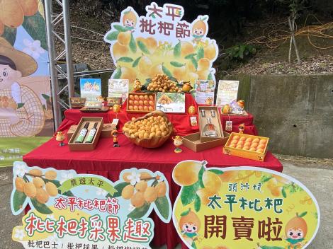 錯過再等一年！太平枇杷3月上旬正式上市