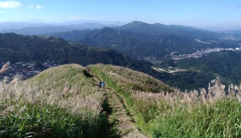 秋芒翻飛九份山城　捕捉浪漫秋日之旅