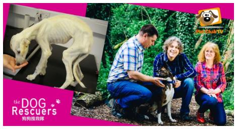 《狗狗搜救隊》出動，在寒冬中為每個城市妝點上溫暖的色彩