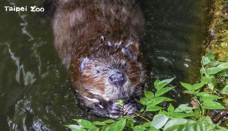 動物園今起重新開園！前123名入園遊客「爽領限定禮」…還有免費飲料可喝