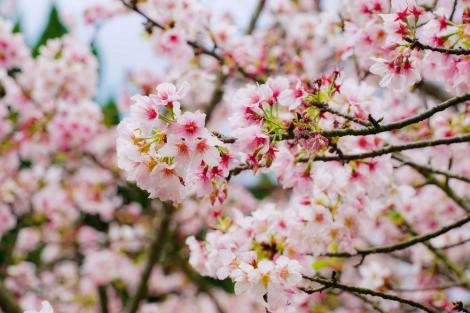 台北市走春！5條路線推薦　賞花、步道、古蹟、燈節、採果