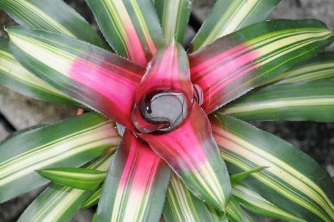 好吃好看旺旺來！士林官邸8/5起鳳梨科植物展