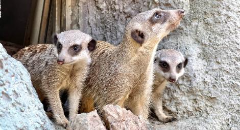 壽山動物園「新生狐獴」出洞賣萌　園方設置「家族隧道」玩到嗨