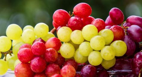 「葡萄」讀音全台都唸錯！國小課本注音拼這樣　全網看傻眼