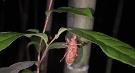 夏季蟬也入菜！19歲男辭職「專職抓蟬」月入17萬　饕客愛死「蟬拌麵」