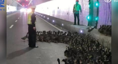 鴨鴨鴨鴨鴨！貨車翻覆　2000隻鴨子隧道內亂竄…警察幫抓回