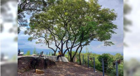 鶯歌微笑百年榕樹下  相招做伙來踏青