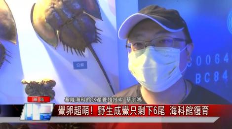 鱟卵超萌 野生成鱟只剩下6尾 海科館復育