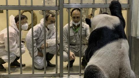 大陸專家來了！親赴動物園探望「團團」　預計7日返國