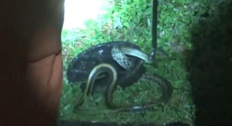 真有貪食蛇！牠吃太胖「整條卡住」出不來　瘋狂亂扭…累死消防員