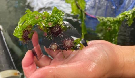 放流6000紫海膽！新北市海洋復育園區攜手Xpark水族館復育