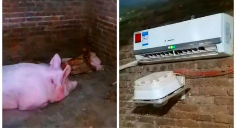 高溫破40度！男子怕豬中暑「特地裝冷氣」：我現在都在豬圈休息