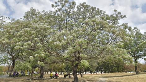 芬芳美麗滿枝椏　「雄」清香ㄟ楝樹花開ing！