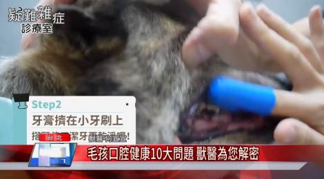 你家的毛孩口腔健康嗎？ 獸醫解密10大牙齒問題