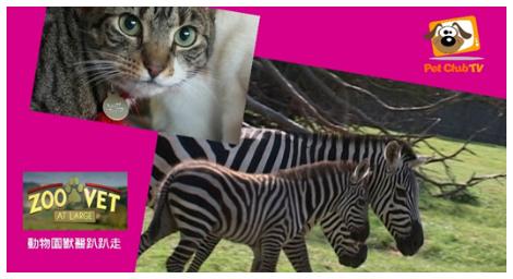 寵物TV 《動物園獸醫趴趴走》讓你再次愛上動物