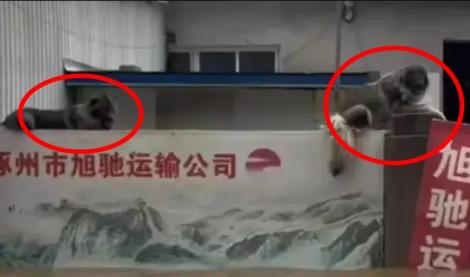 颱風洪水淹1層樓高！狗狗「堅守家園」不肯被救援