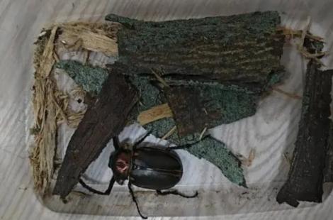 41年前就已經「宣布滅絕」　4名小學生發現甲蟲蹤跡