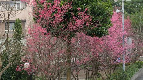 造訪二叭子植物園　健行賞櫻春日好休閒
