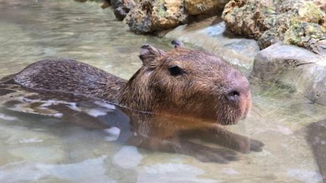 壽山動物園全台12歲以下「免費入園 」周周有活動　精彩一整夏