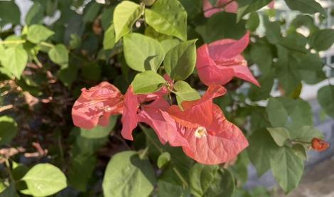 不讓聖誕紅專美於前　「這些」植物葉色也好美