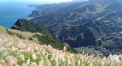 秋芒翻飛仙氣飄　九份山城浪漫行