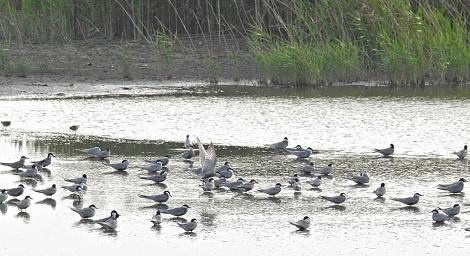 賞鳥季尾聲 上千鷗科家族時隔三年齊聚茄萣濕地