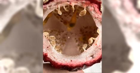 買百香果切開竟然「空空如也」！網：以為看到人類的誕生