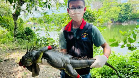 花蓮縣政府與林管處攜手移除綠鬣蜥　持續清零維護生態環境