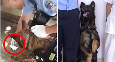 警犬好棒棒！聞聞衛生紙、枕頭套　連續找到走失老人