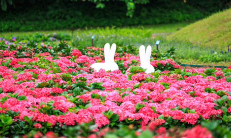 跨年假期到夢幻景點打卡　內湖秘境繡球花海仙氣爆棚