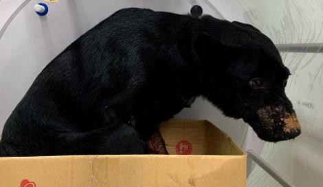 黑犬遭膠帶封嘴　新北動保處妙手救回斷舌